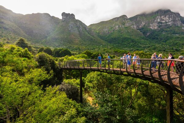 ERMHR7 Tree Canopy Walkway, Kirstenbosch National Botanical Garden, Cape Town, South Africa. Table Mountain is in background.