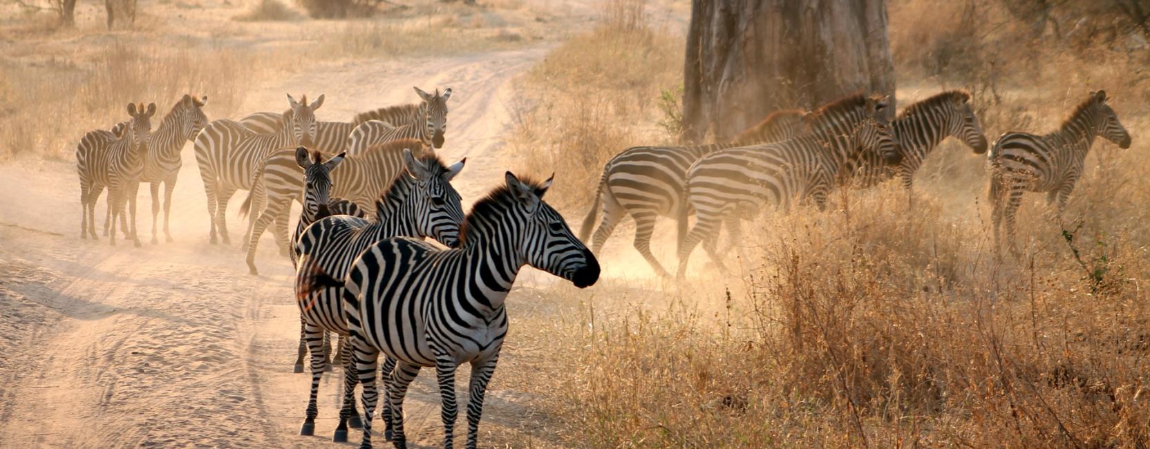 H-view Travel and Tours